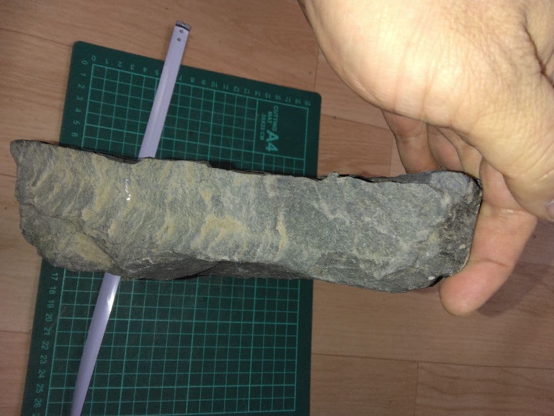 まつ　福島県産　シダ化石　大型標本　植物化石　美品