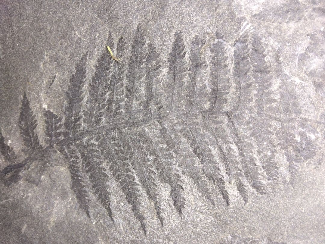 まつ　福島県産　シダ化石　大型標本　植物化石　美品