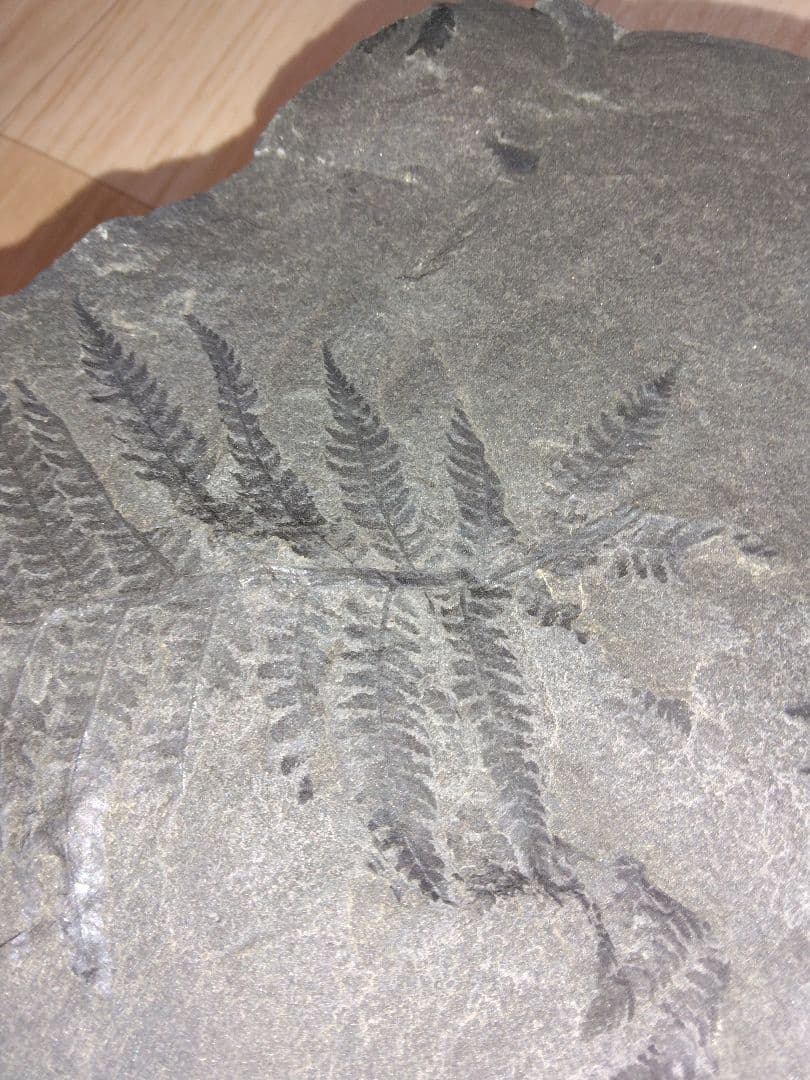 まつ　福島県産　シダ化石　大型標本　植物化石　美品