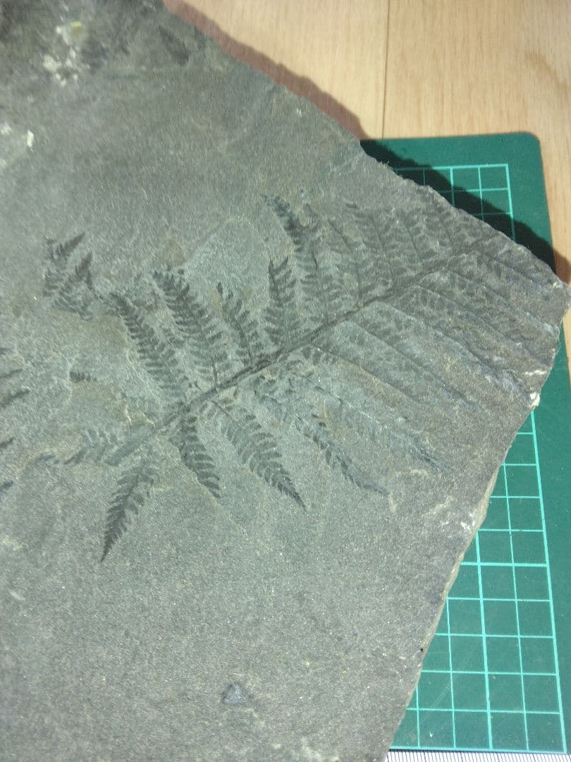 まつ　福島県産　シダ化石　大型標本　植物化石　美品