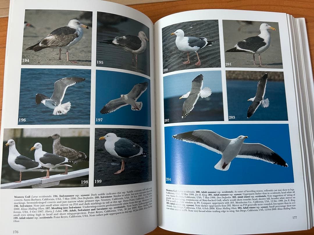 洋書 Gulls of Europe, Asia and North America