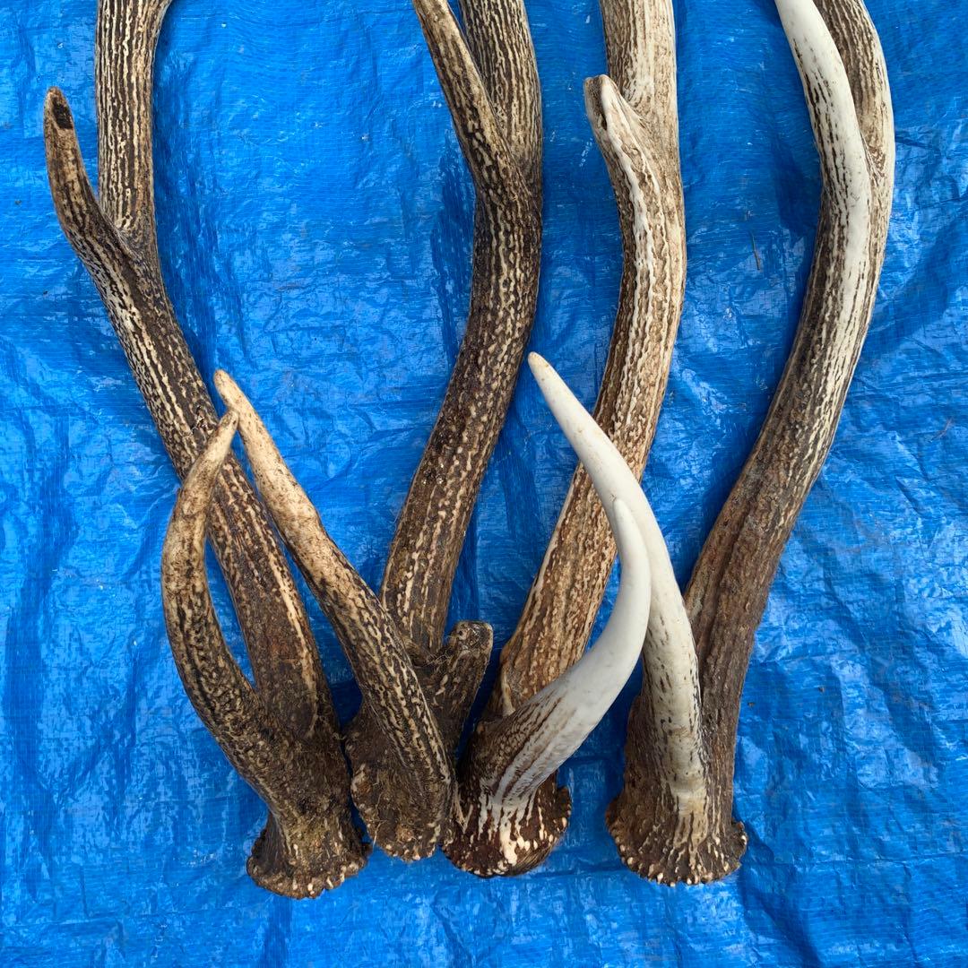 No.2055『鹿角4本セット』鹿の角　エゾ鹿　鹿角　蝦夷鹿
