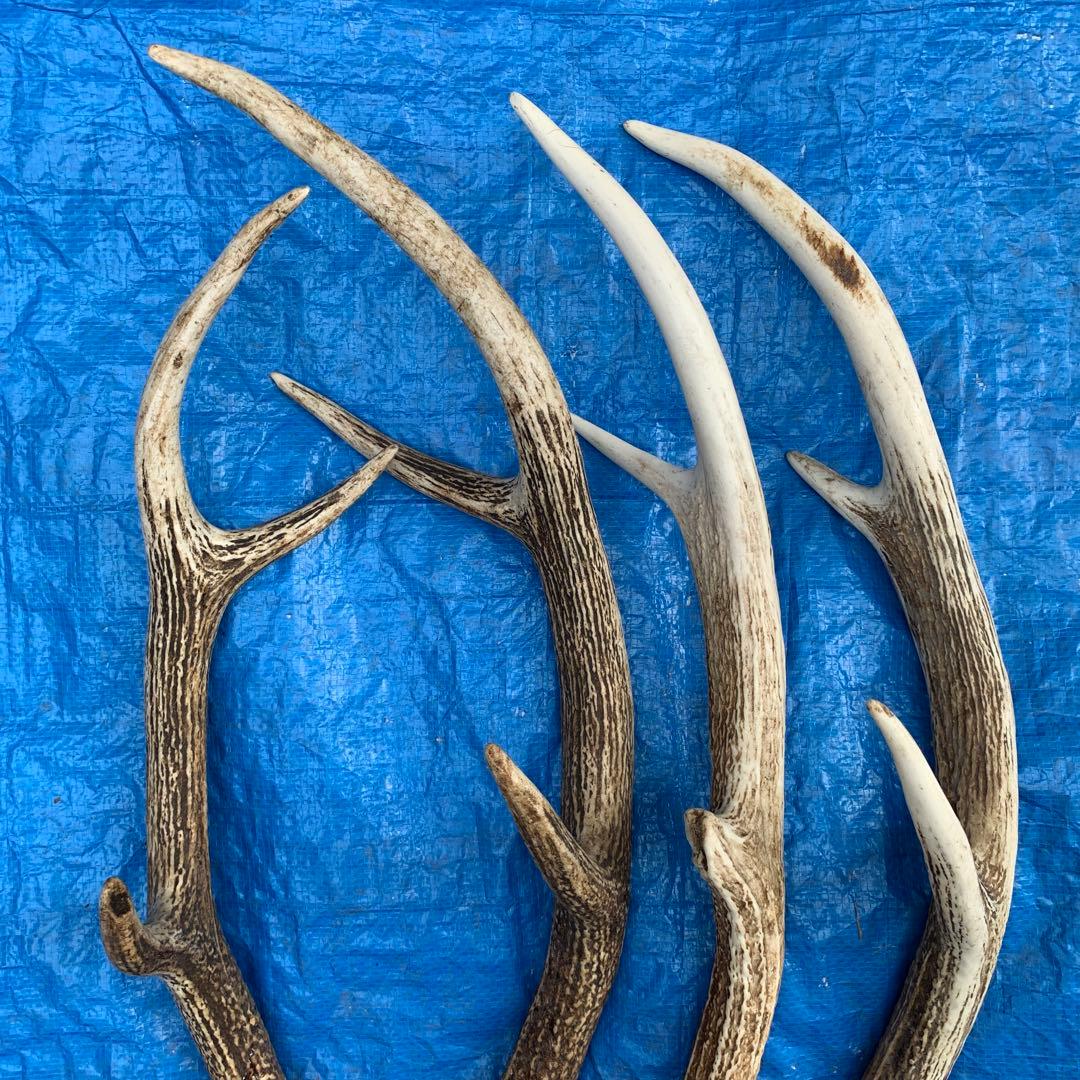 No.2055『鹿角4本セット』鹿の角　エゾ鹿　鹿角　蝦夷鹿