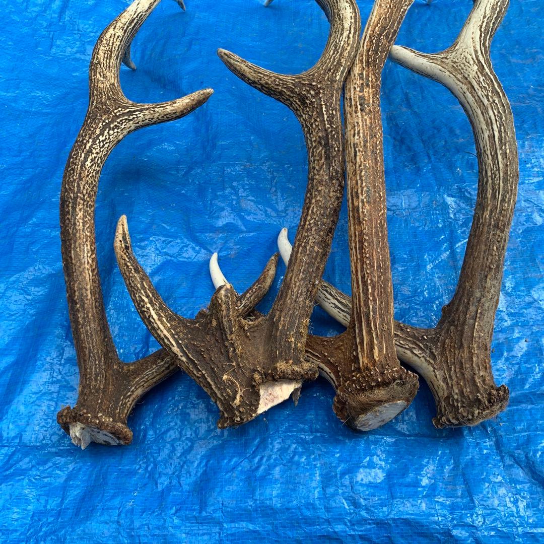 No.2055『鹿角4本セット』鹿の角　エゾ鹿　鹿角　蝦夷鹿