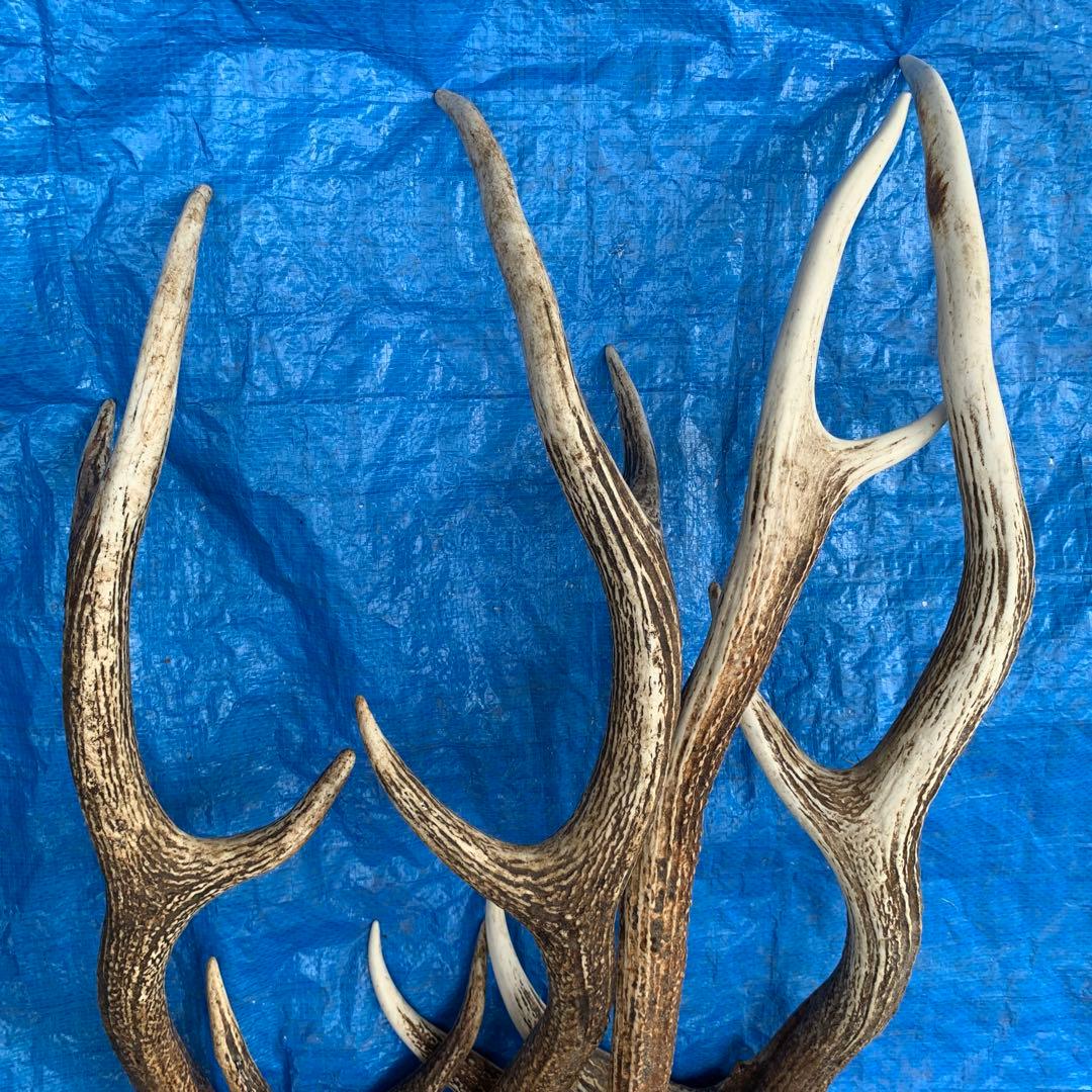 No.2055『鹿角4本セット』鹿の角　エゾ鹿　鹿角　蝦夷鹿