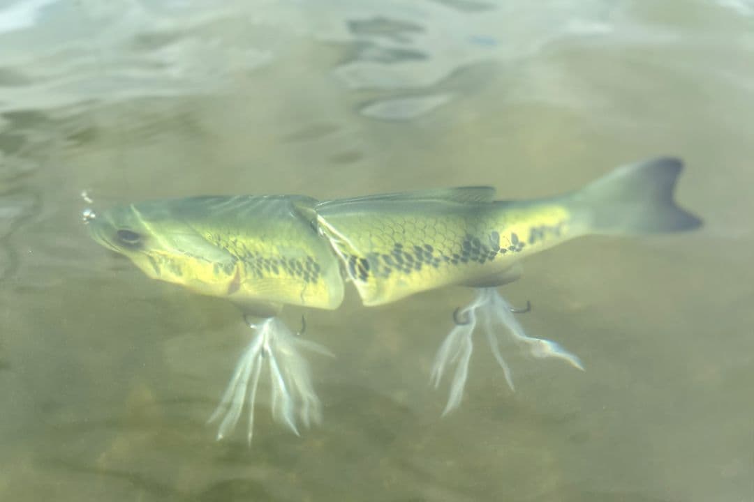 専用トイラージ　deps コードネームバス SS メンバー限定 新品 デプス