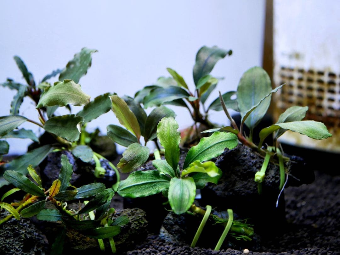 船長 ブセファランドラ１５種１５株、ボルビ、ピンナティフィダ７株計２２株