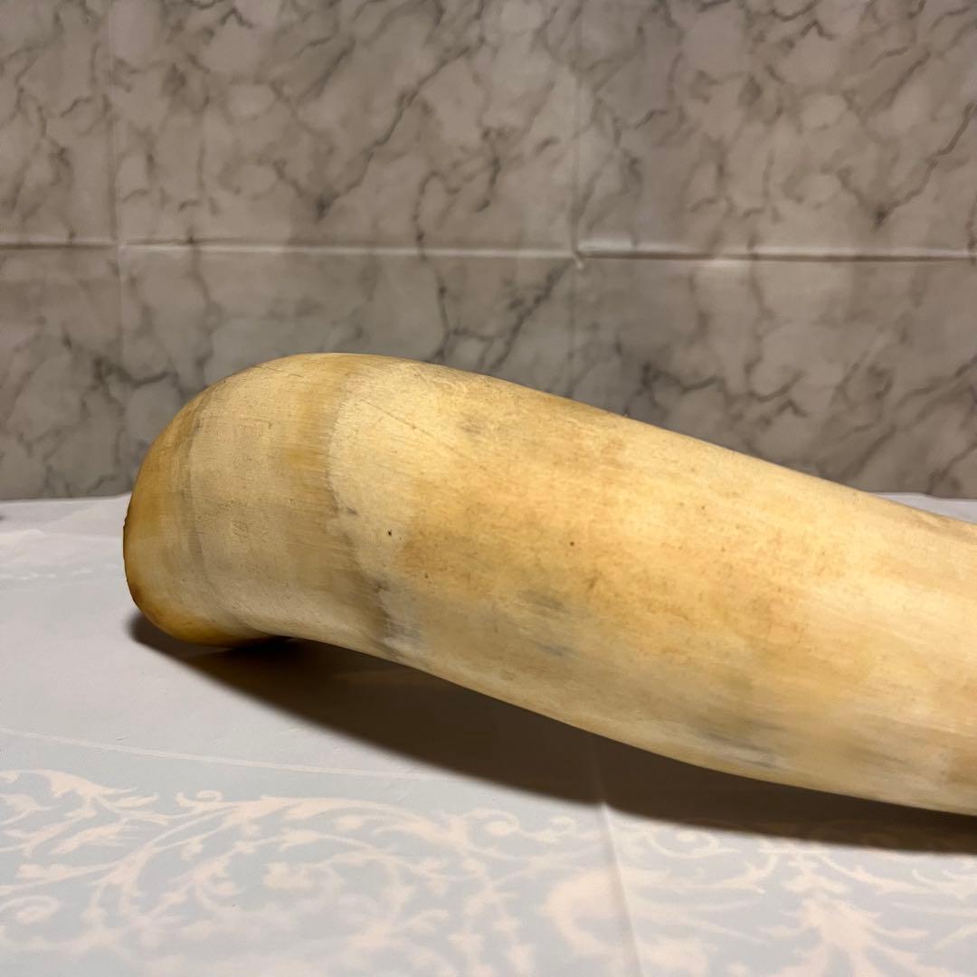 ⏱SALE！テキサスロングホーン　牛　角　バッファロー　スカル アメリカン