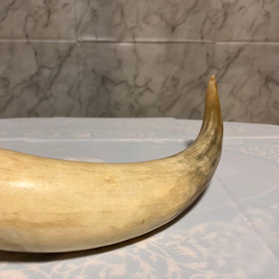 ⏱SALE！テキサスロングホーン　牛　角　バッファロー　スカル アメリカン