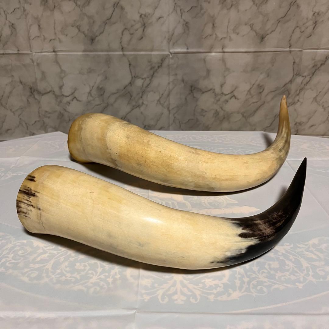 ⏱SALE！テキサスロングホーン　牛　角　バッファロー　スカル アメリカン