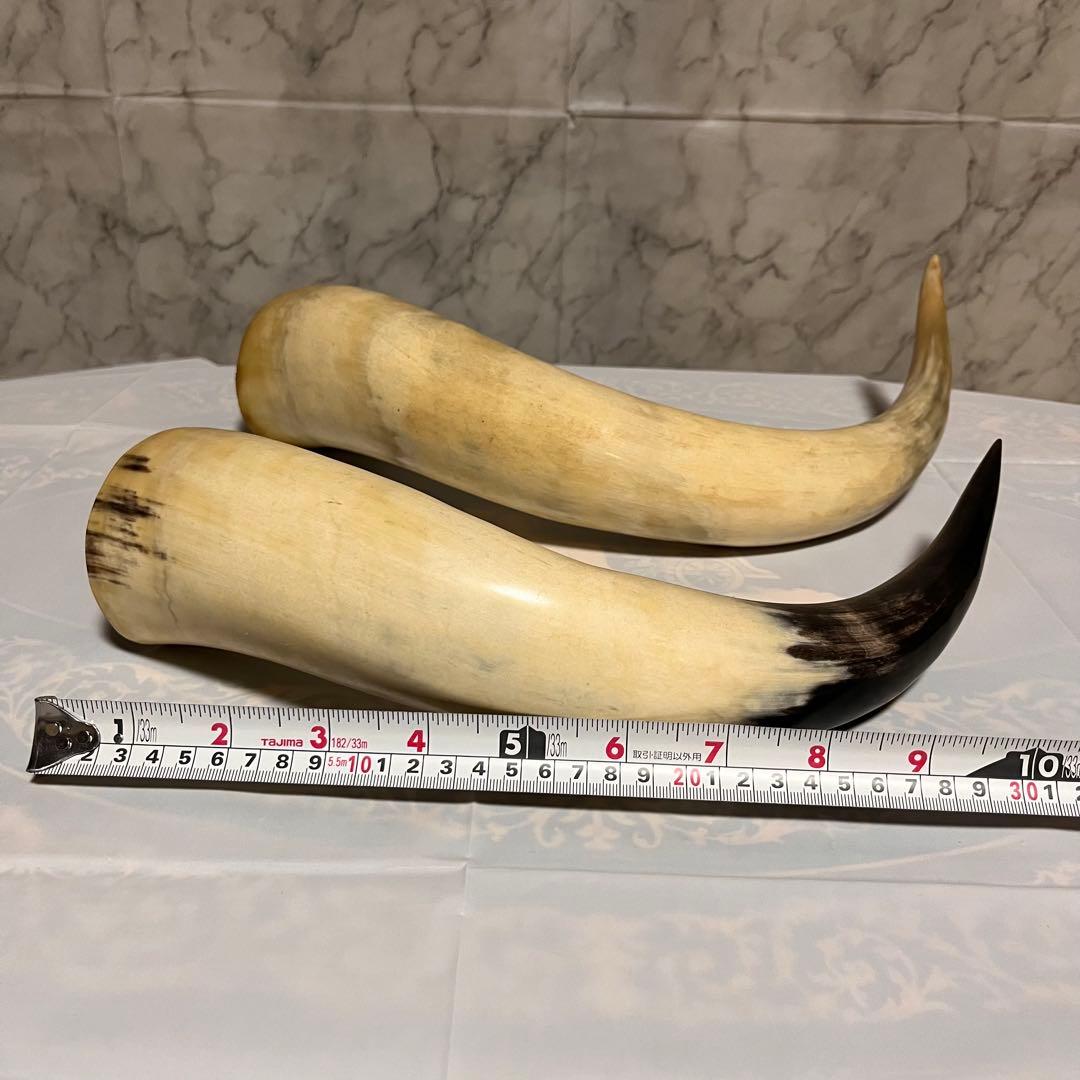 ⏱SALE！テキサスロングホーン　牛　角　バッファロー　スカル アメリカン
