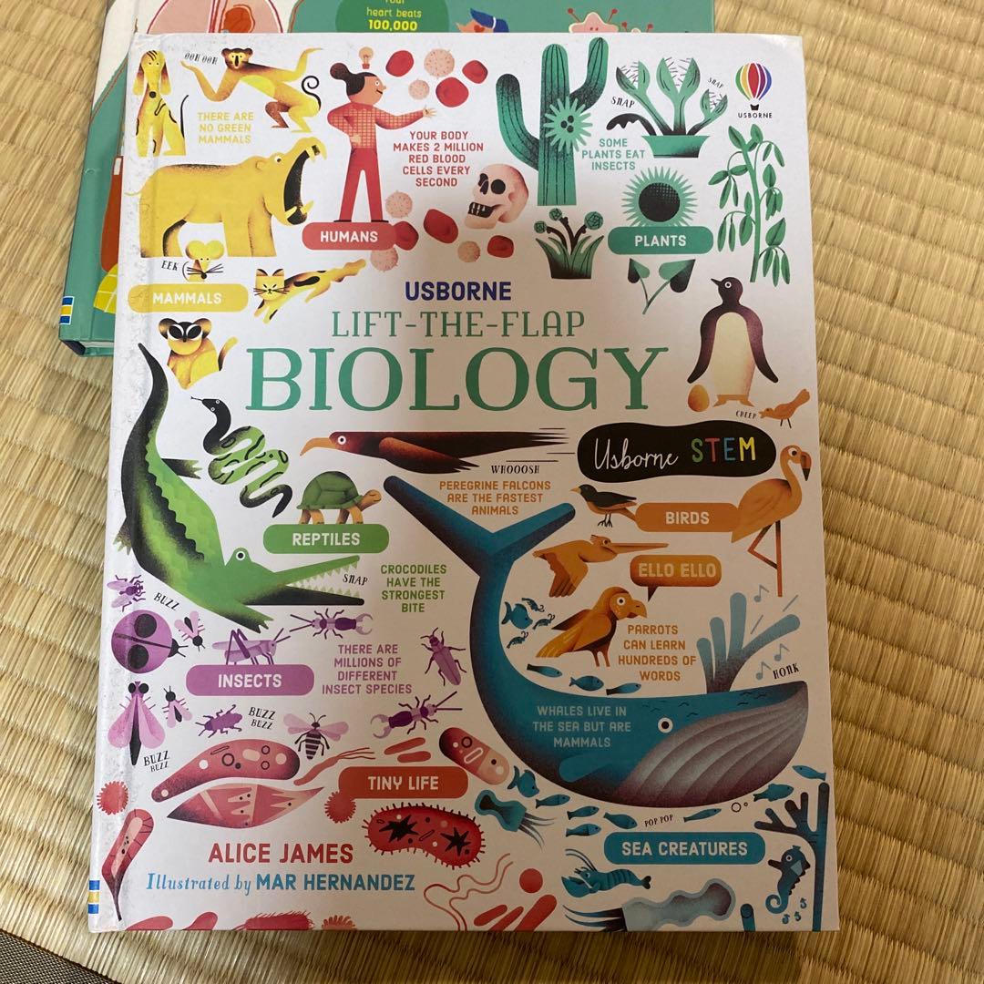 英語絵本Usborne フラップ絵本セット 6冊