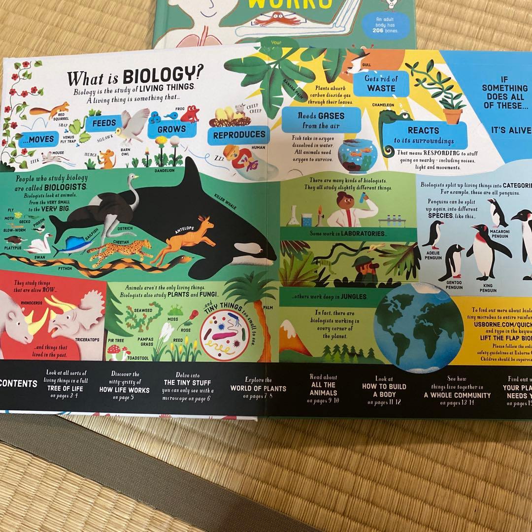 英語絵本Usborne フラップ絵本セット 6冊