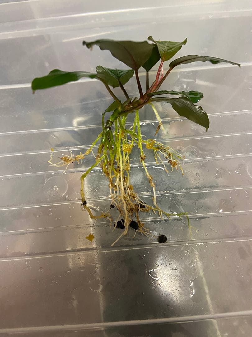 水草 Bucephalandra sp.