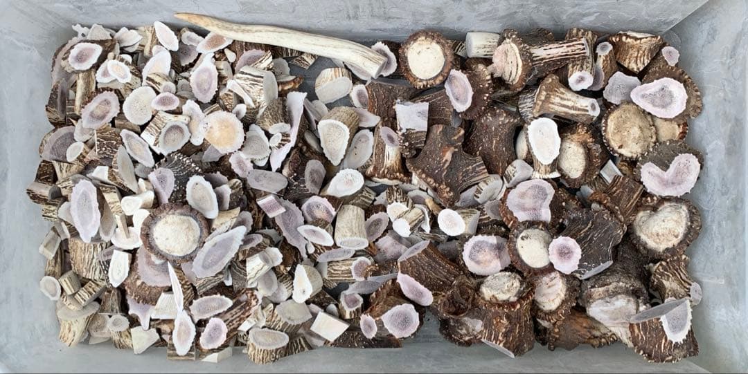 No.2092『鹿角加工材16kgセット』鹿の角　エゾ鹿　鹿角　蝦夷鹿