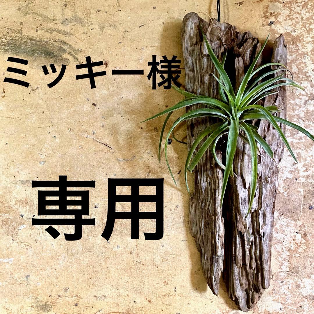 ミッキーページです。