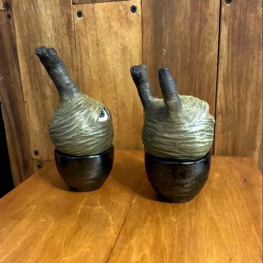 yasuo noto　パキポーズ　グラキリス