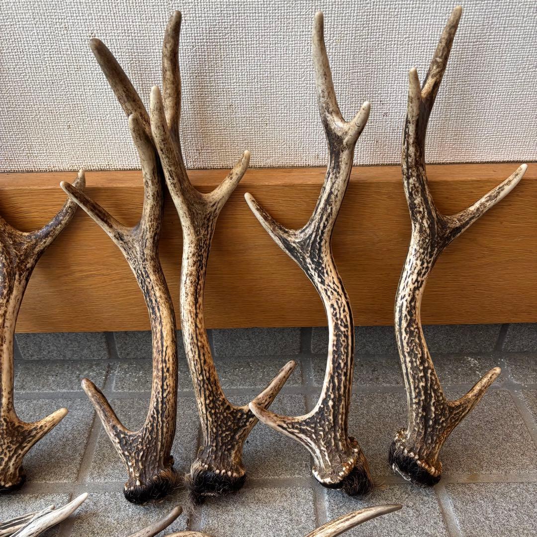 鹿の角　インテリア　ペット用