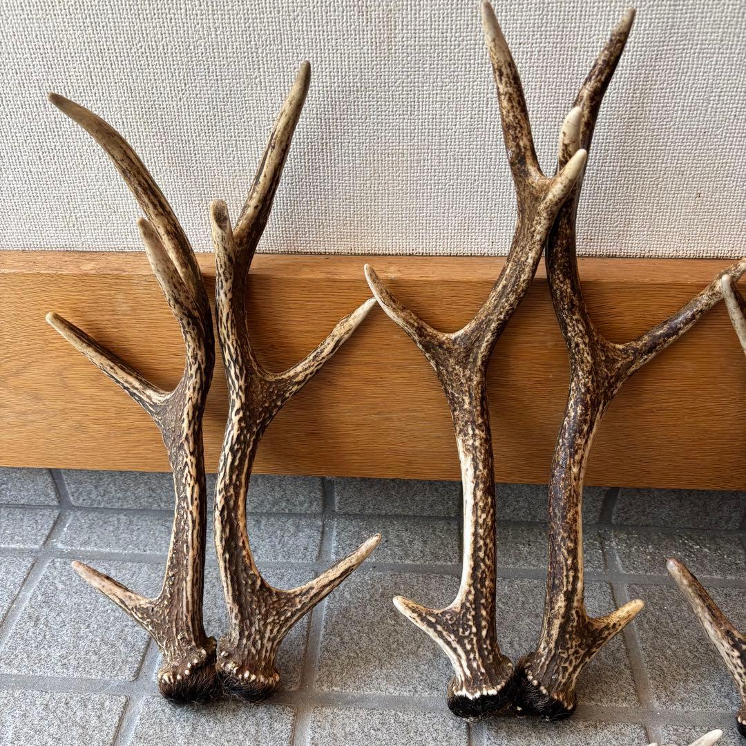 鹿の角　インテリア　ペット用