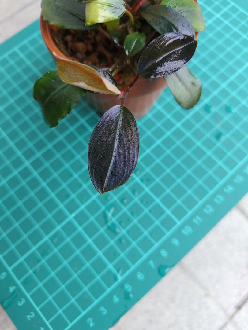 ブセファランドラ　リアルグレイ　‘’Landak‘’　水上葉