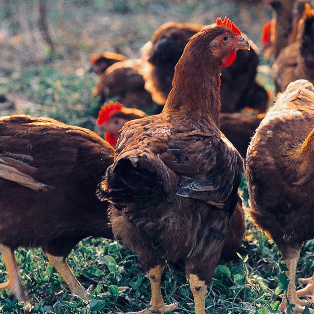 手羽先ジャーキー犬用600g鹿ジャーキー犬用400g鶏ささみジャーキー400g