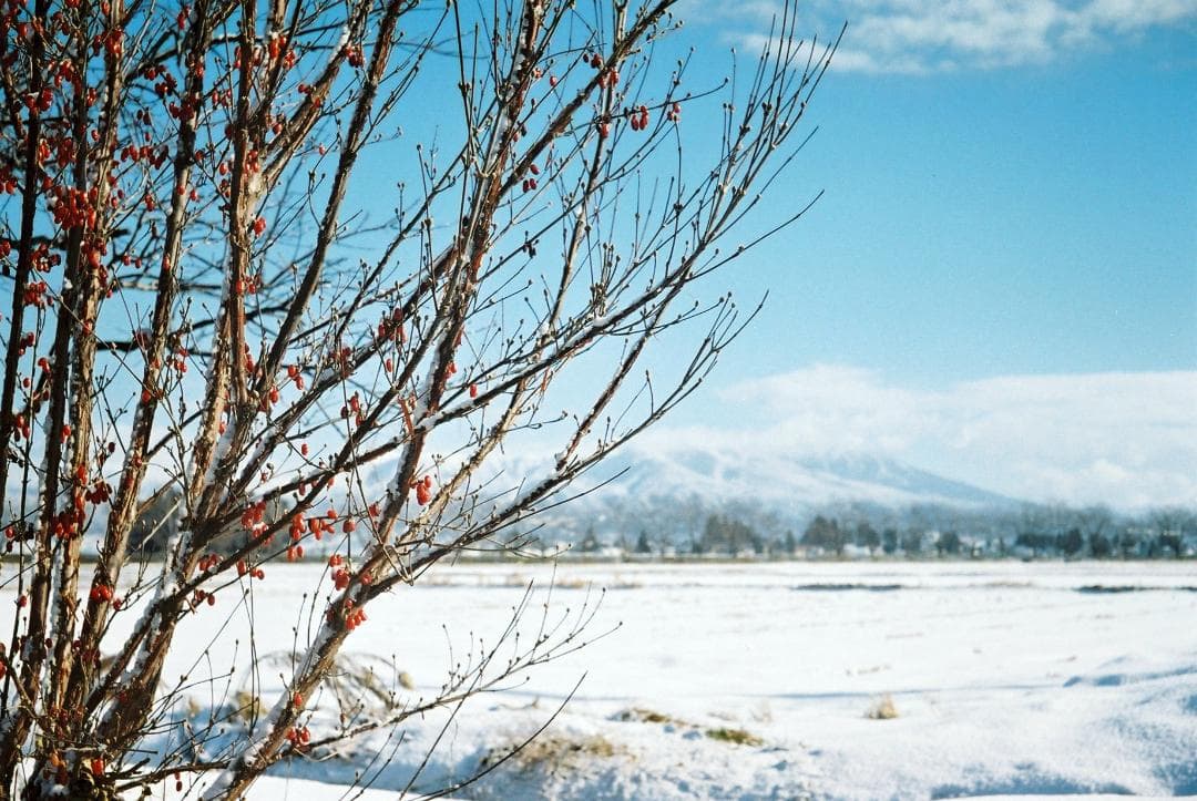 フォクトレンダーVITO B前期型／50mmF3.5フード付【実写確認済整備品】