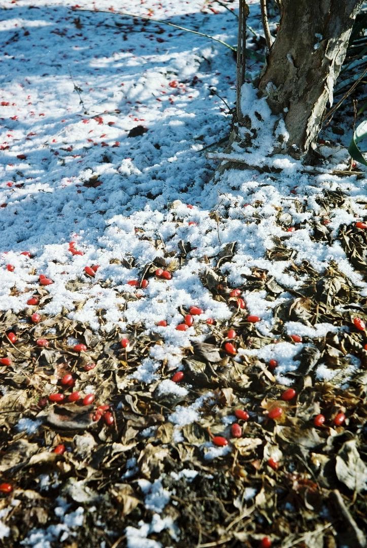 フォクトレンダーVITO B前期型／50mmF3.5フード付【実写確認済整備品】