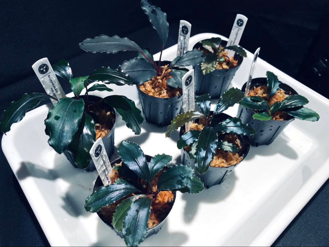 【ハイクラス】ブセファランドラセット③