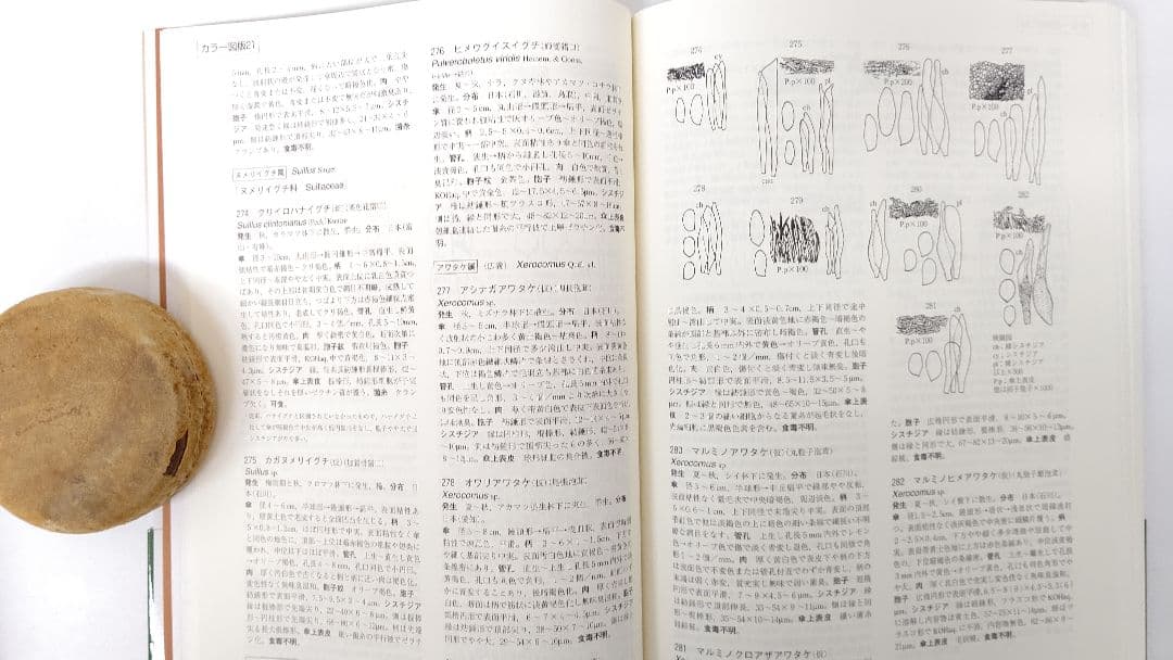新版 北陸のきのこ図鑑 ＋ 追補 北陸のきのこ図鑑 付石川県菌蕈集録 稀覯本