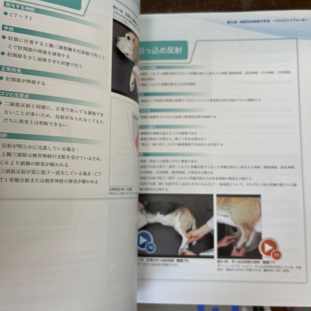 3ステップで考える犬と猫の神経疾患の診断アプローチ