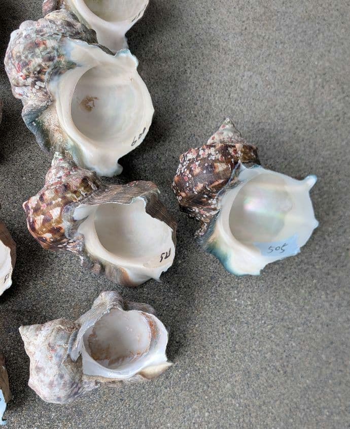 夜光貝24個セット400g〜900g約16kgまとめ売り