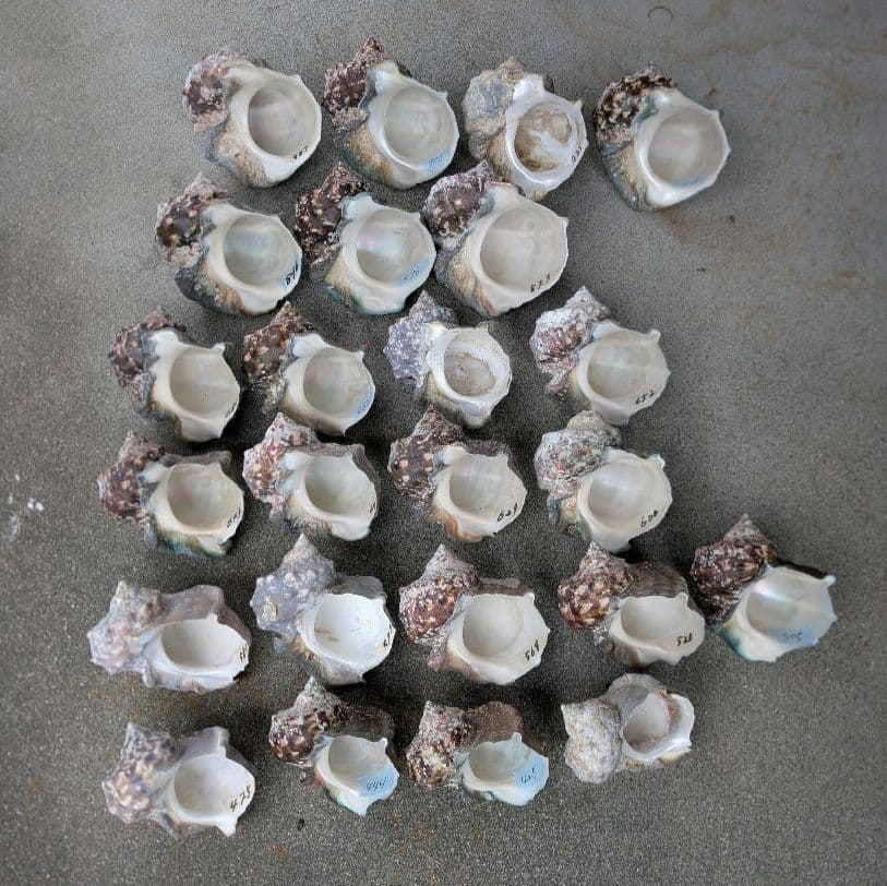 夜光貝24個セット400g〜900g約16kgまとめ売り