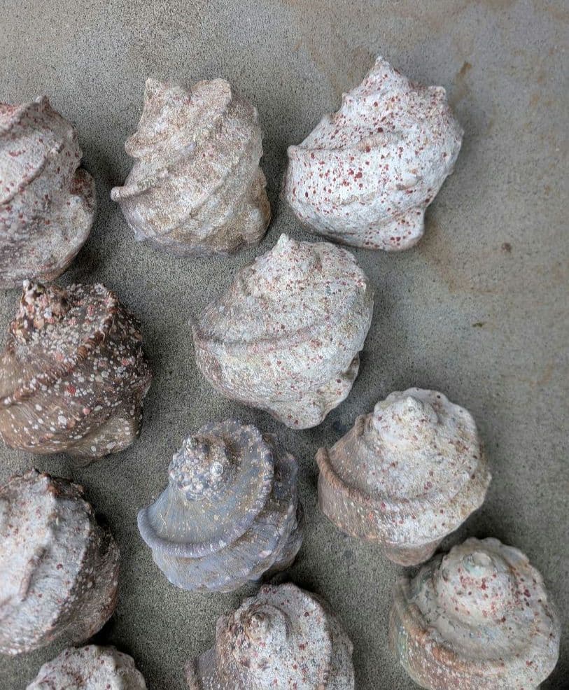 夜光貝24個セット400g〜900g約16kgまとめ売り