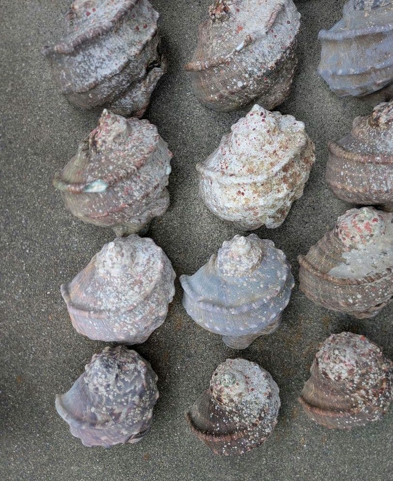 夜光貝24個セット400g〜900g約16kgまとめ売り