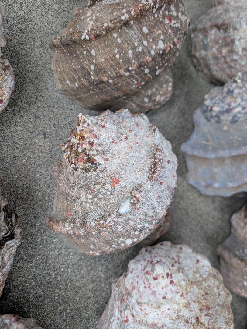 夜光貝24個セット400g〜900g約16kgまとめ売り