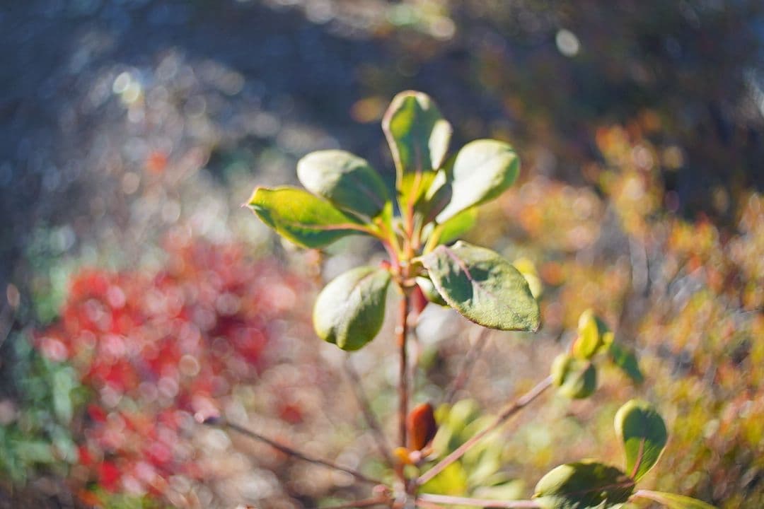 066_Schneider Cinegon 10mm f:1.8 シュナイダー