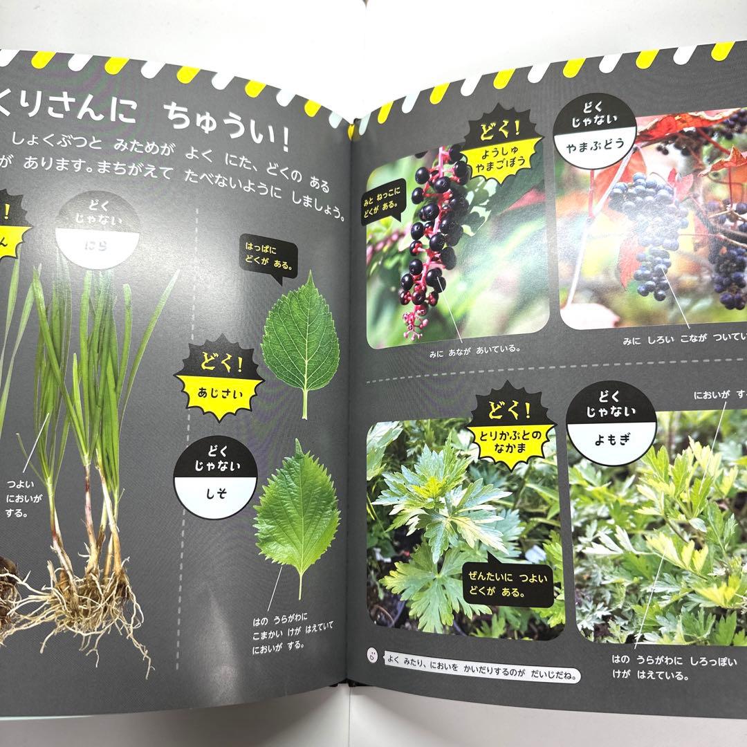 【2点購入150円引】キンダーブック しぜん どくのあるいきもの2024年8月号