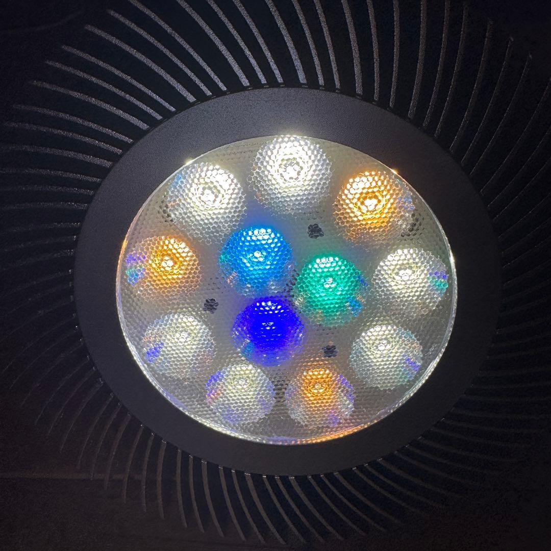 ボルクスジャパン グラッシーレディオRS122（フレッシュW）&レディオクランプ