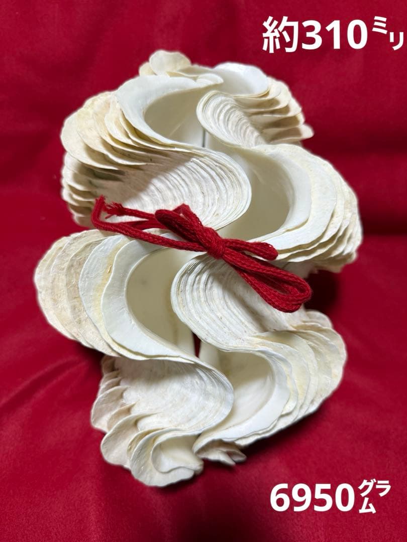 貝殻(沖縄の青い海の宝) ヒレシャコガイ