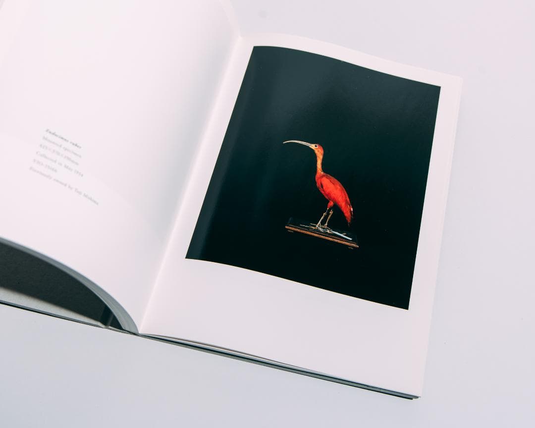 上田義彦　BIOSOPHIA of BIRDS　鳥のビオソフィア