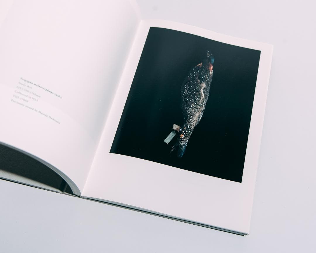 上田義彦　BIOSOPHIA of BIRDS　鳥のビオソフィア