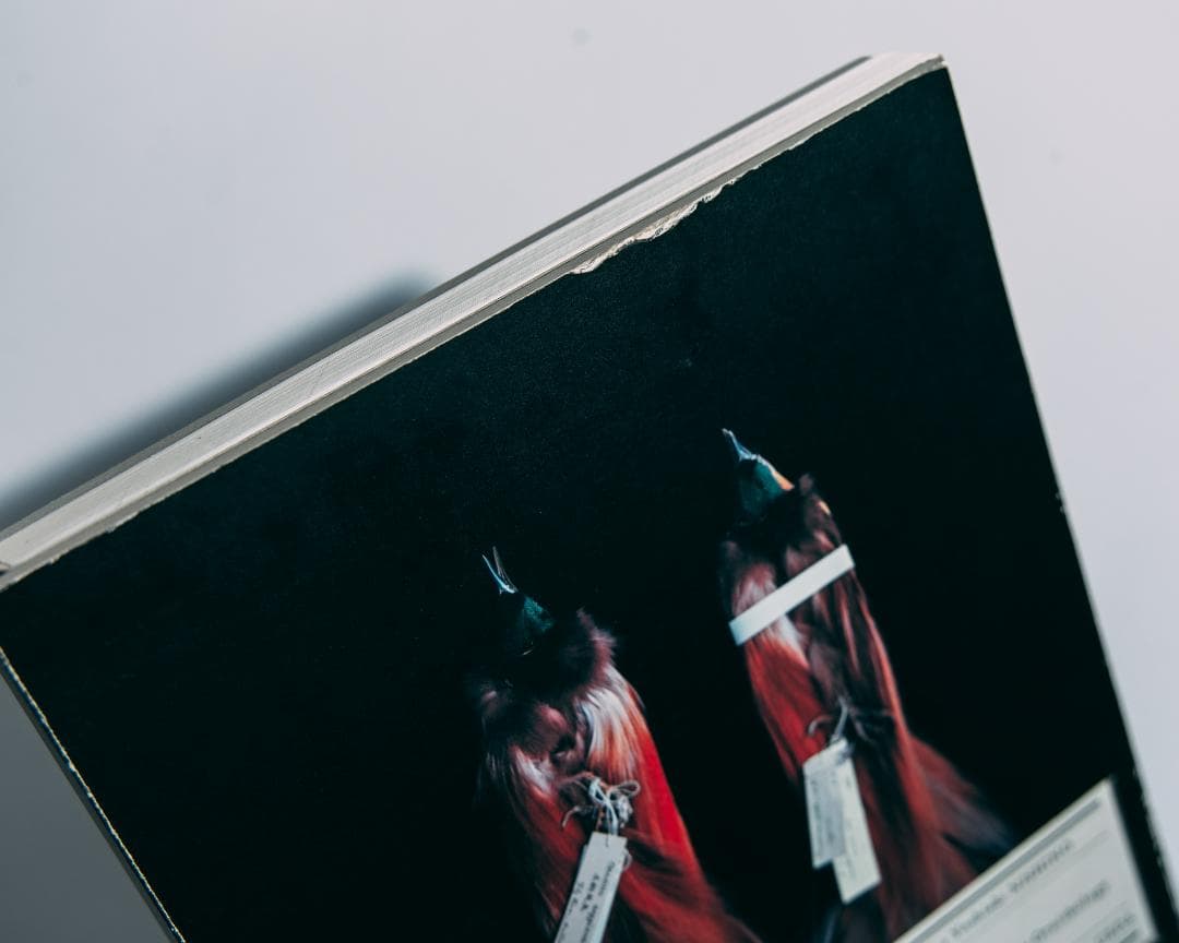 上田義彦　BIOSOPHIA of BIRDS　鳥のビオソフィア