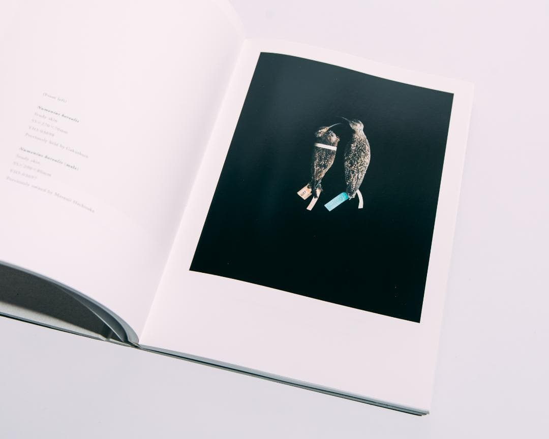 上田義彦　BIOSOPHIA of BIRDS　鳥のビオソフィア