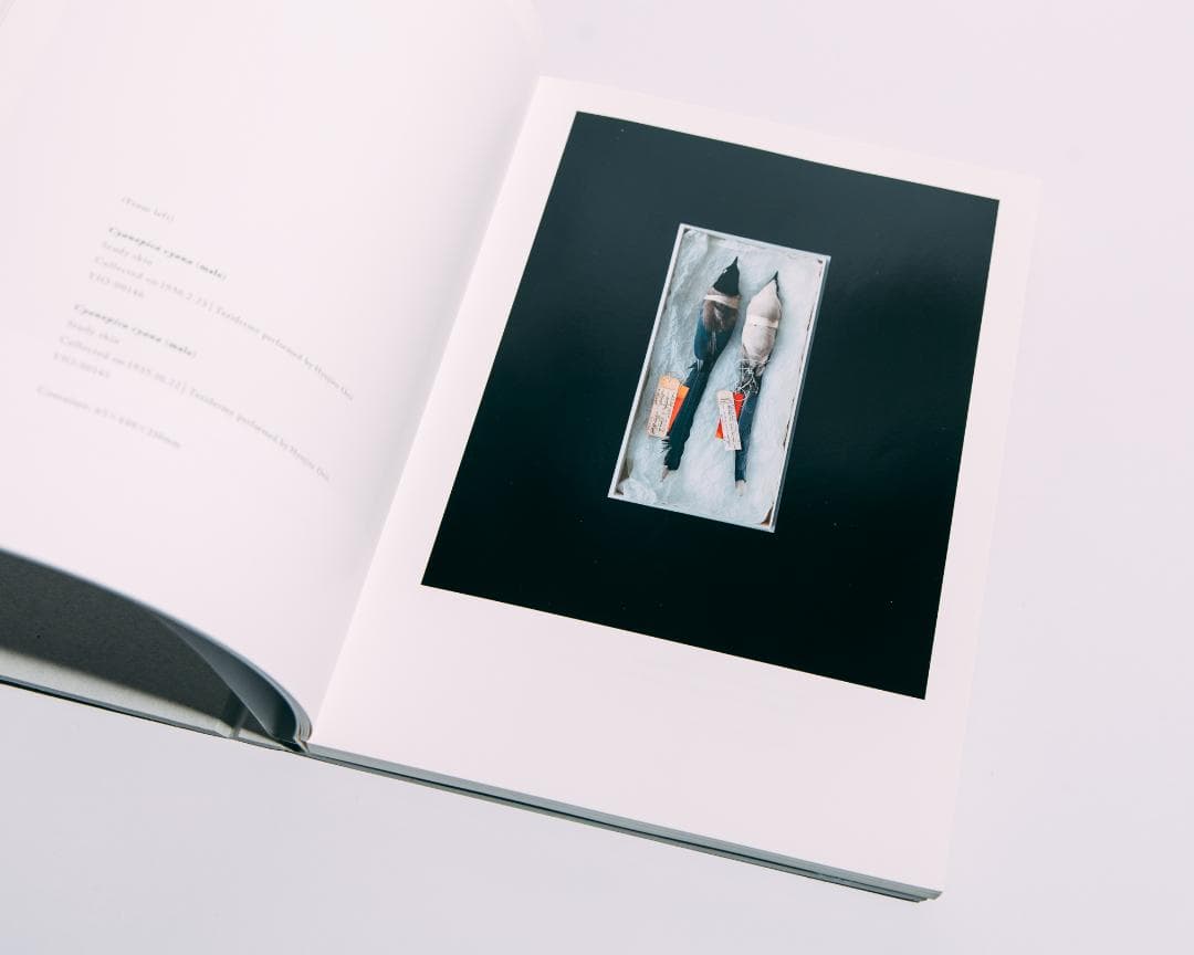 上田義彦　BIOSOPHIA of BIRDS　鳥のビオソフィア