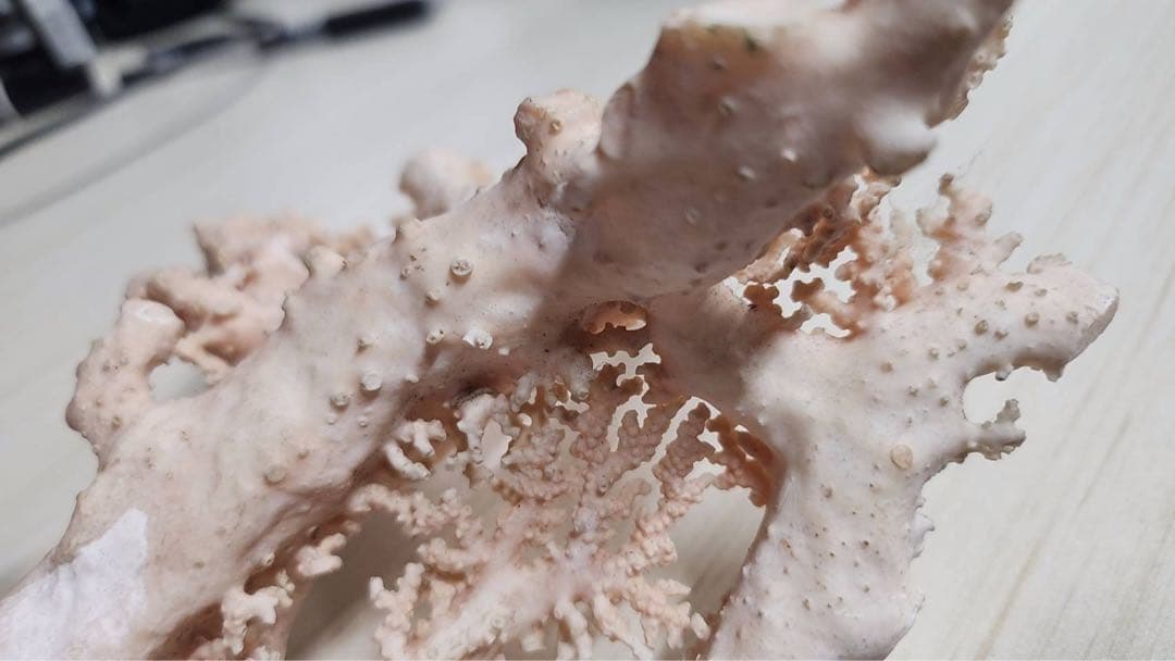 【桃色珊瑚 原木 約715g】