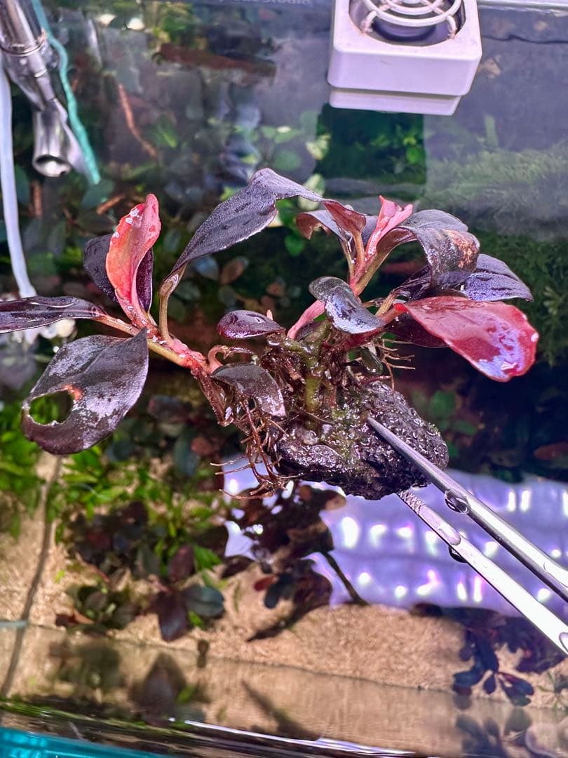 ブセファランドラsp.ヘレナ2013大株付き・活着済み