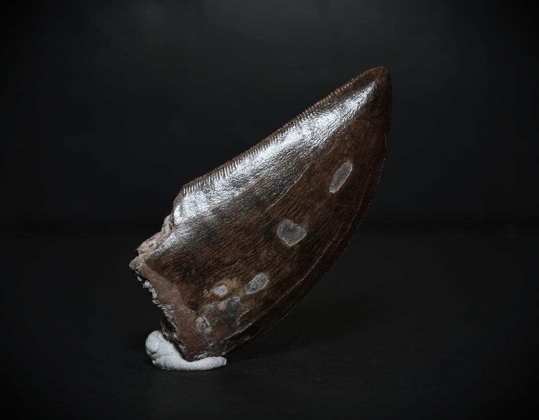 超絶希少！伝説的なギガノトサウルスの歯！　値段交渉可能