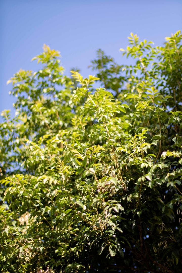 【美品/試写有】Canon New FD 50mm f/1.4 オールドレンズ