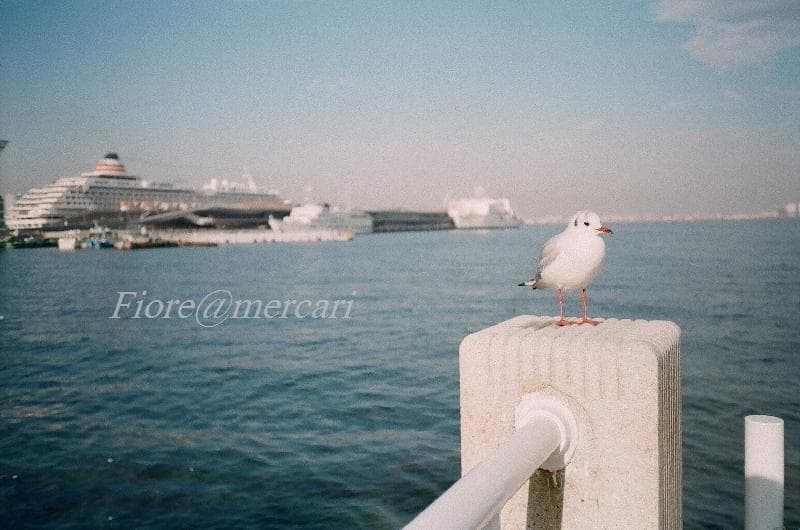 minolta repo-S ミノルタ レポS フィルムカメラ ハーフサイズ