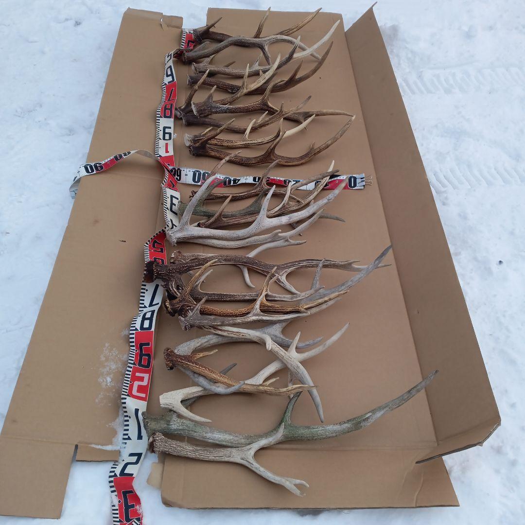 ク*ト様 鹿の角 犬のおもちゃ 工芸品などにどうぞ ２２番